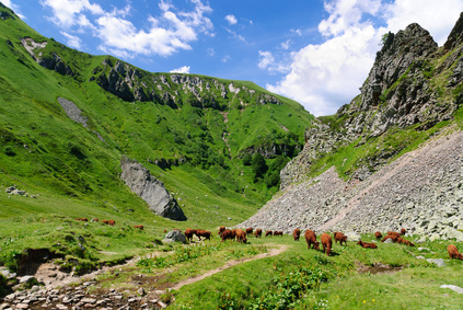 Vaches en liberté dans le Val de Courre, Auvergne, France